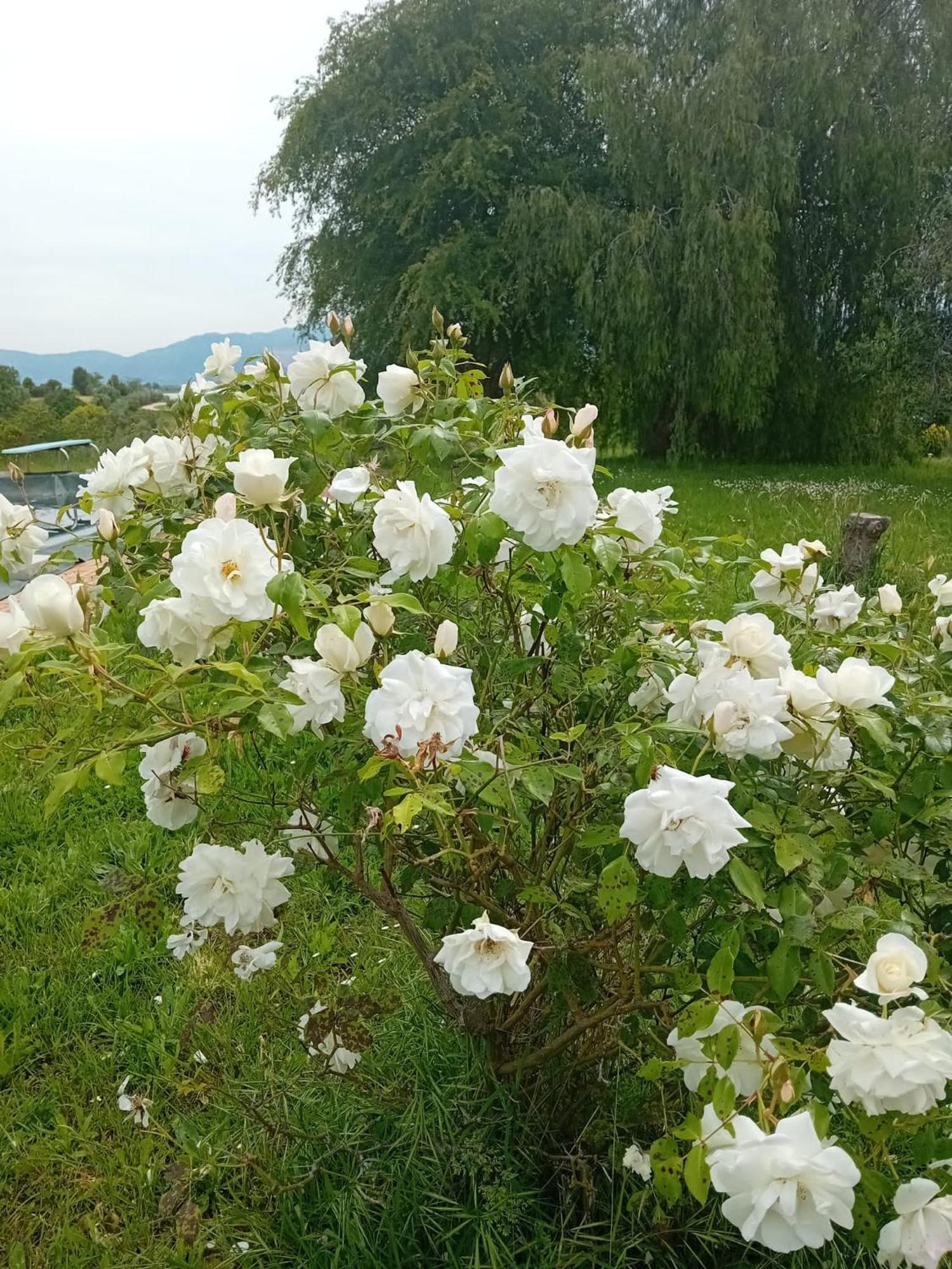 Casa Pratolungo Vendégház Velletri Kültér fotó